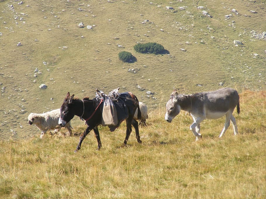 flock, grazing, lambs, mountain, romania, sheep, animals, travel HD wallpaper