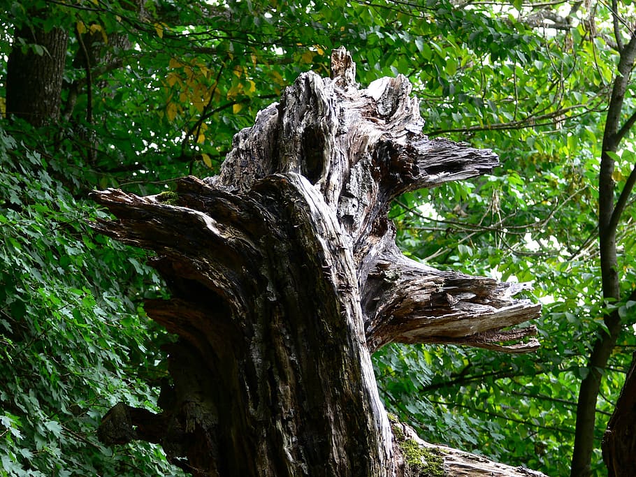tree, nature, old, dry, trunk, plant, growth, tree trunk, forest HD wallpaper