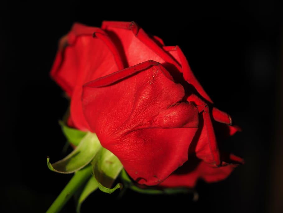 rose, red, flower, blossom, bloom, red rose, the mysterious HD wallpaper