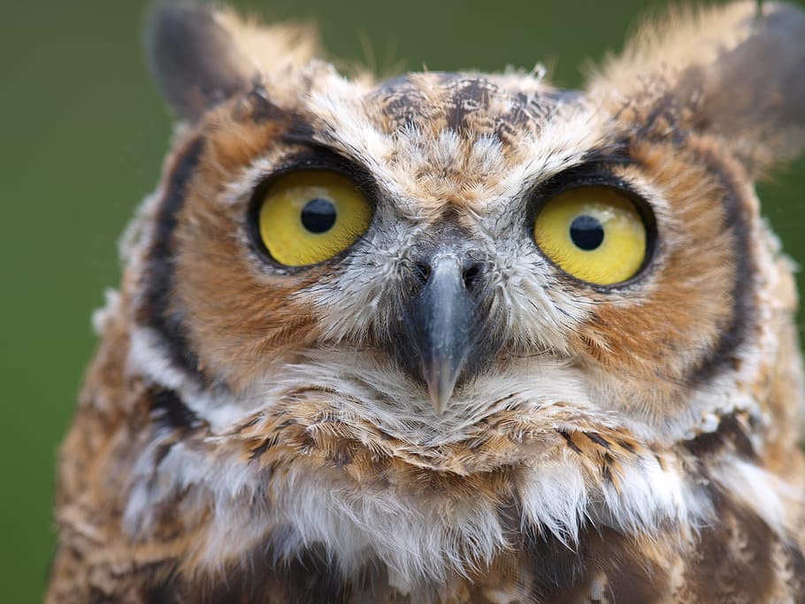 HD wallpaper: eurasian eagle owl, owls, birds, raptor, looking at ...