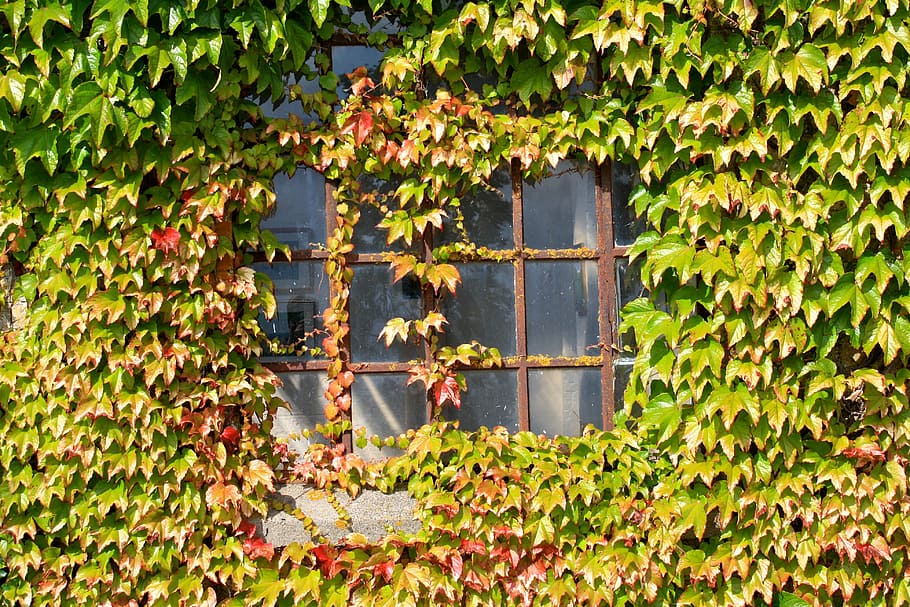 window, autumn, wine, creeper, wall, green, building, nature HD wallpaper