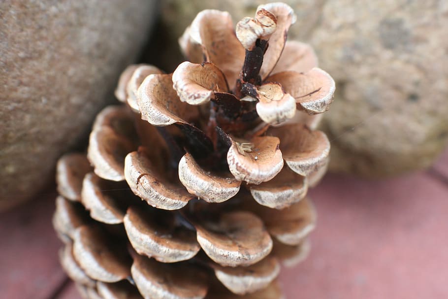 pine cones, tap, forest, christmas, needle branch, close-up HD wallpaper