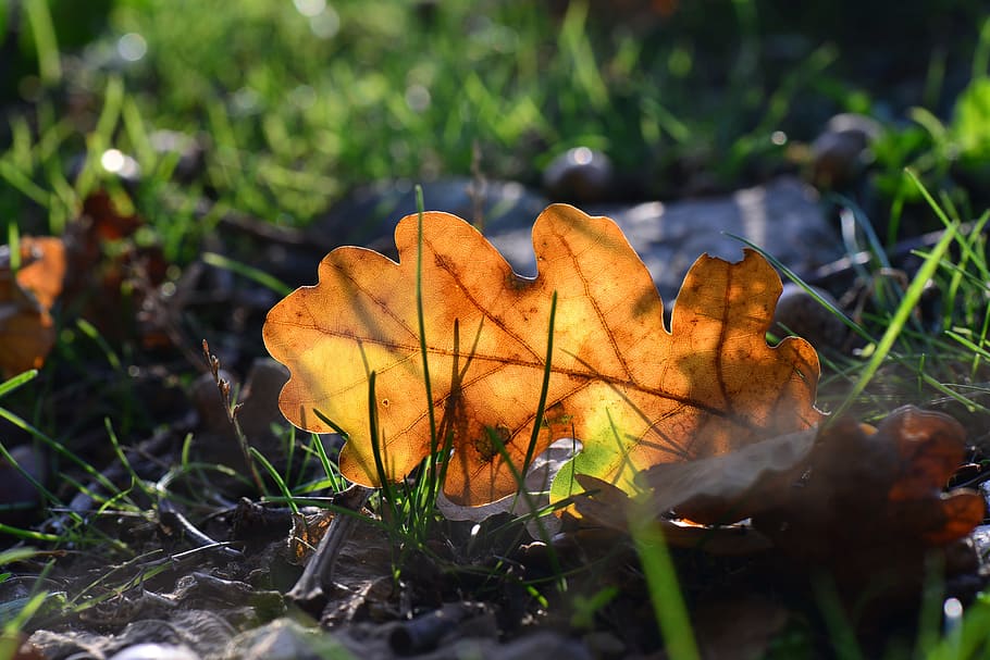 Nature, Dead Leaf, Leaf, Fall, park, plant, no people, grass HD wallpaper