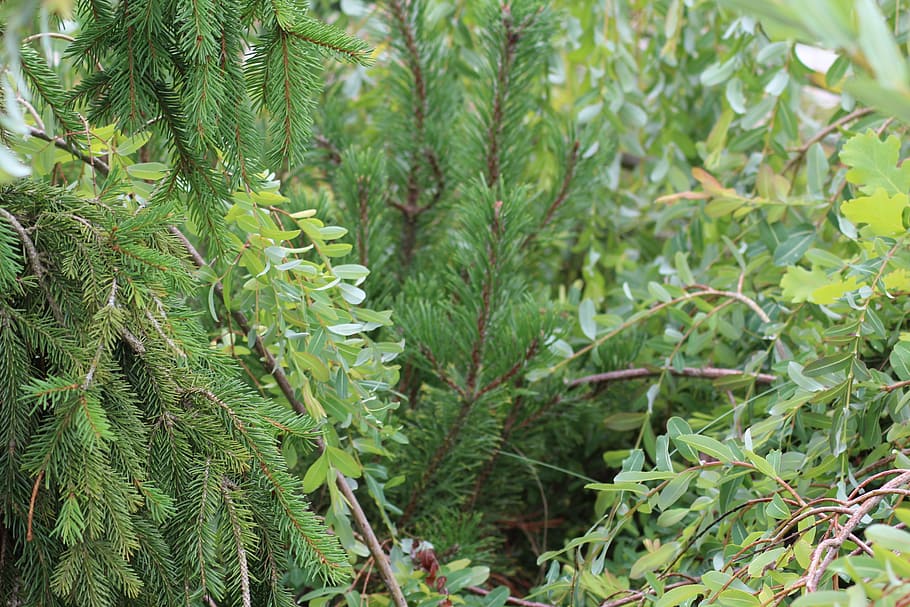 nature, forest, trees, plant, landscape, spruce, growth, green color HD wallpaper