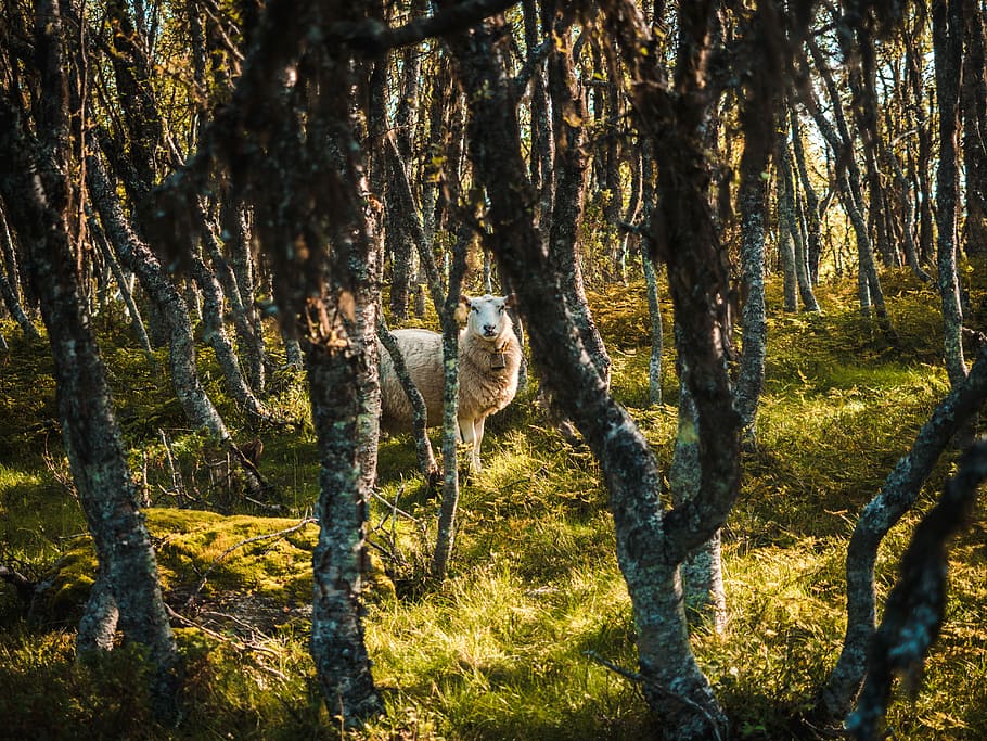 HD wallpaper: beige sheep in woods at daytime, white sheep in the