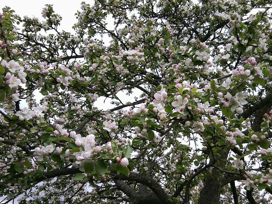 bloom, apple tree, apple tree flowers, flowering plant, beauty in nature HD wallpaper