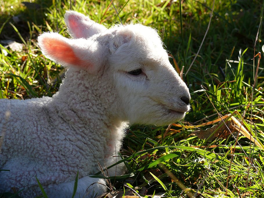 lamb, sheep, baby, wool, cute, agriculture, young, livestock HD wallpaper