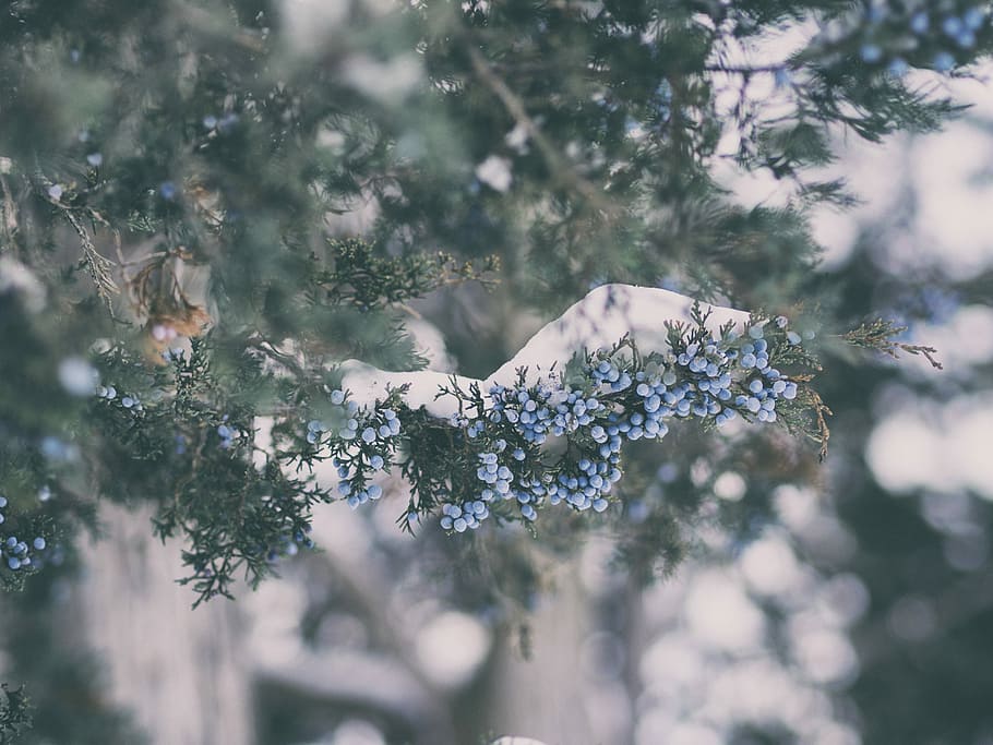 shallow focus photography of blue flowers with green leaves, blue flowers with green leaves HD wallpaper