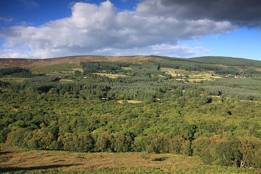 glencree, woodland, wicklow, ireland, nature ireland, environment