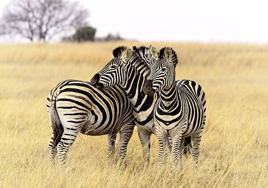 three zebras on green grass during daytime, group, stripes HD wallpaper