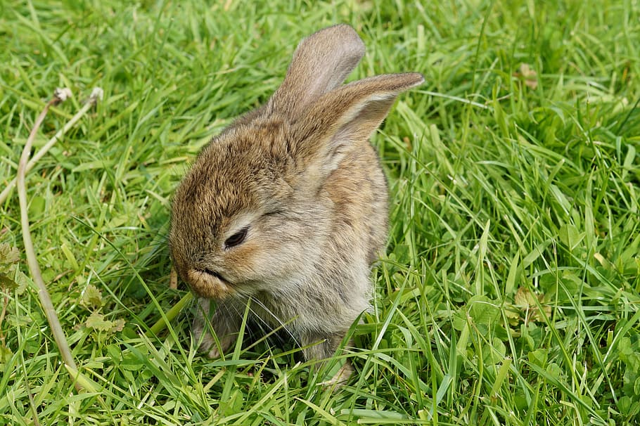 hare, rabbit, cute, animal, dwarf rabbit, long eared, bunny HD wallpaper