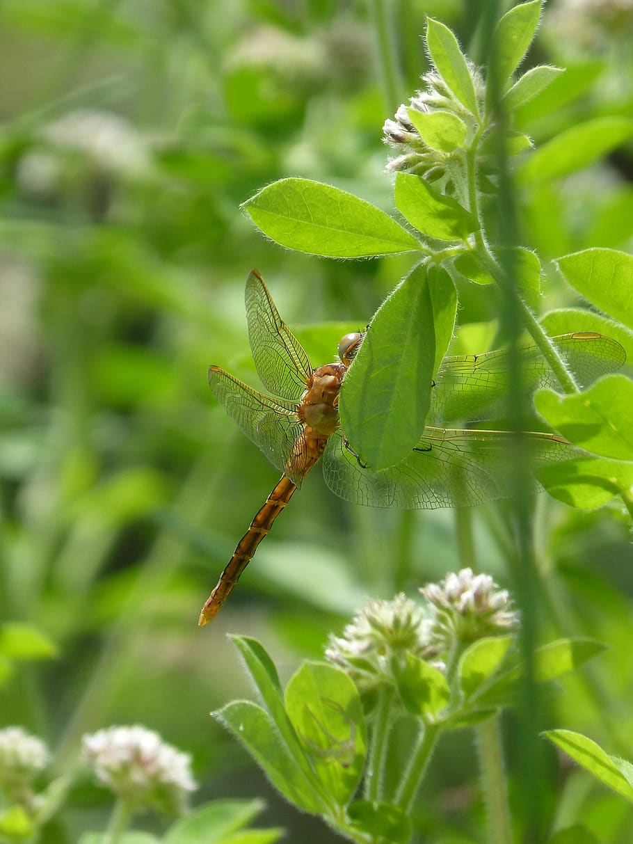dragonfly, dragonfly amrilla, leaf, pond, greenery, hide, orthetrum chrysostigma