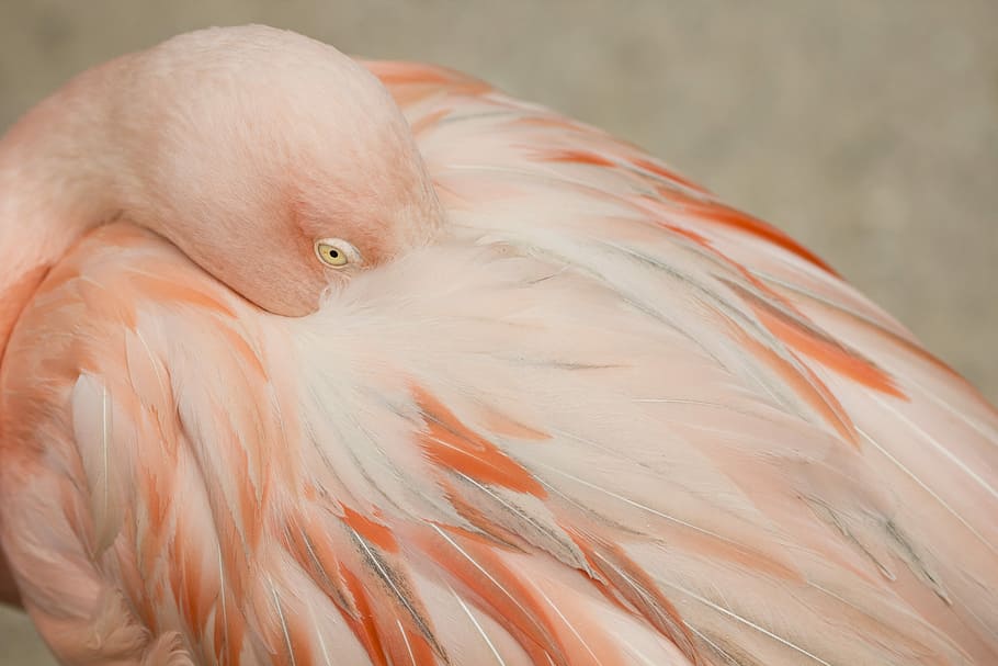 close up photo of pink flamingo, feathers, bird, animal, animal themes, HD wallpaper
