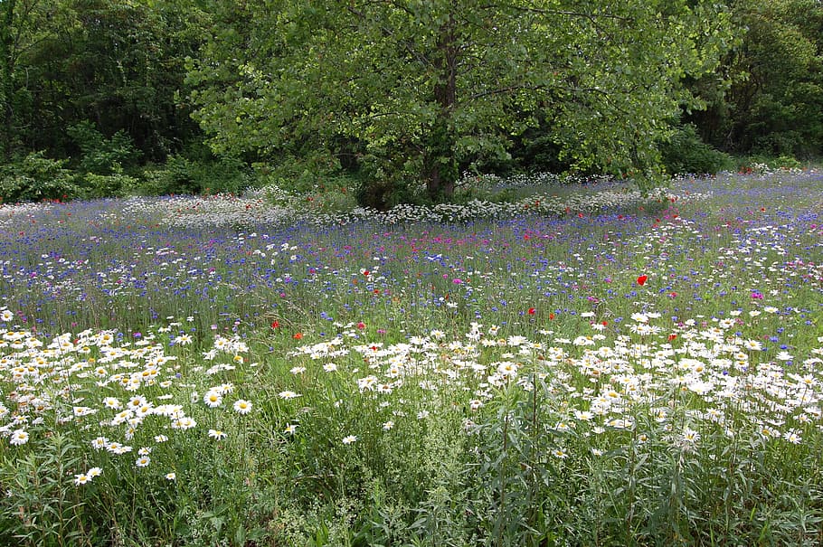field, flowers, summer, plant, flowering plant, growth, beauty in nature HD wallpaper