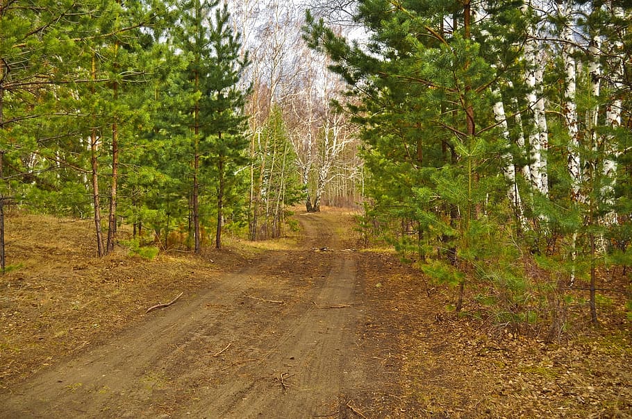 Branches, Nature, Leaves, Birches, Trees, forest, road, woodland HD wallpaper
