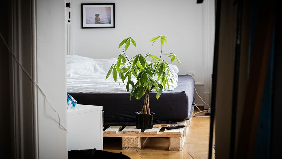 green potted plant on brown wooden surface, bed, sunlight, indoors HD wallpaper