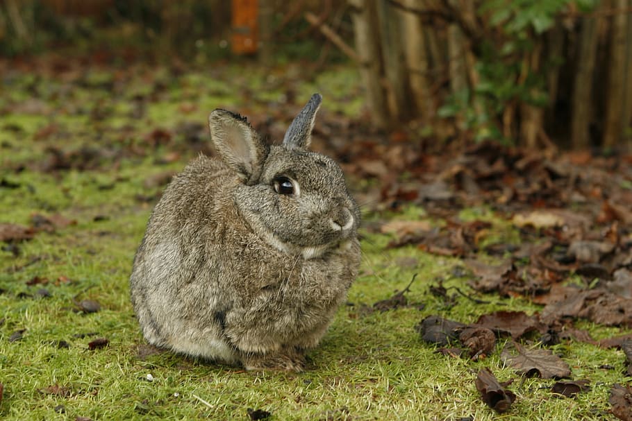 black rabbit on grass, Pet, Nature, bunny, animal themes, one animal HD wallpaper