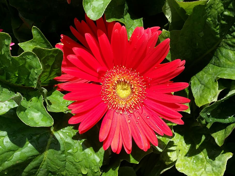 gerber, daisy, red, dew, spring, bloom, color, nature, bright HD wallpaper