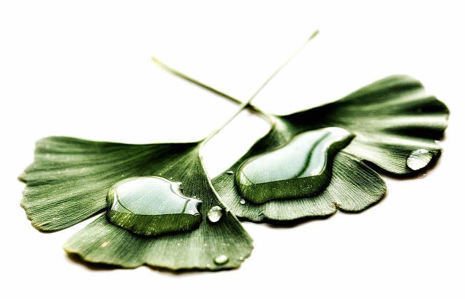 water drops on two green leaves, water drops on green leafed plants HD wallpaper
