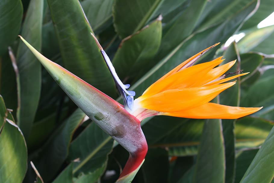 flora, nature, tropical, leaf, exotic, flowering plant, growth HD wallpaper