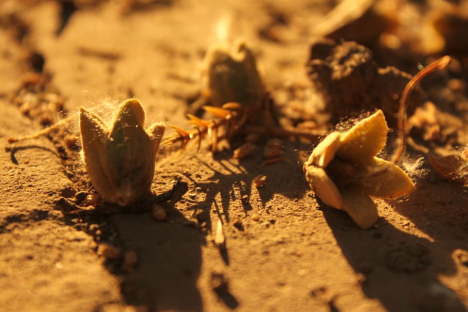 the evening sun, ground, plush, selective focus, land, sunlight HD wallpaper