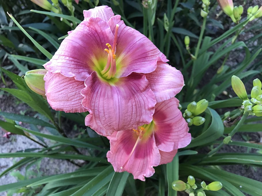 flower, lilly, bloom, flowering plant, petal, fragility, vulnerability HD wallpaper