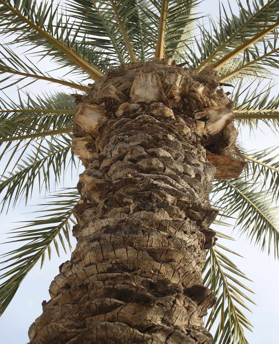 palm tree, trunk, plants, tropical climate, low angle view HD wallpaper