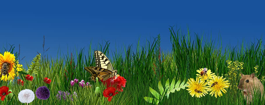 nature, flower, summer, grass, field, flowering plant, freshness HD wallpaper