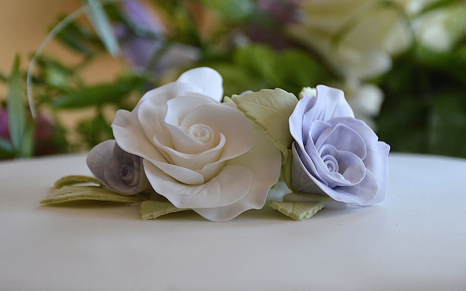 white and blue rose on table, selective focus, photography HD wallpaper