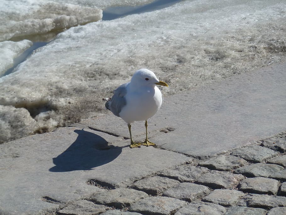seagull, bird, white, snow, birds, plumage, animal, feather HD wallpaper