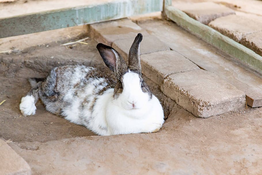 White bunny. Белый кролик. Белый кролик фото. Черный и белый кролик. Памятник белому кролику.