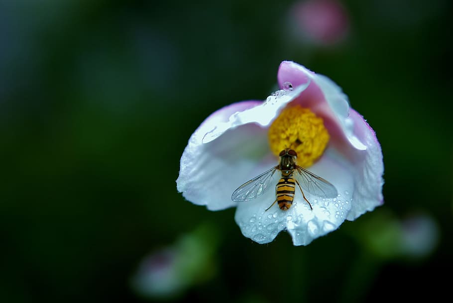 Wasp, Insect, Bug, Wing, Wildlife, hornet, pollen, flower, purple HD wallpaper