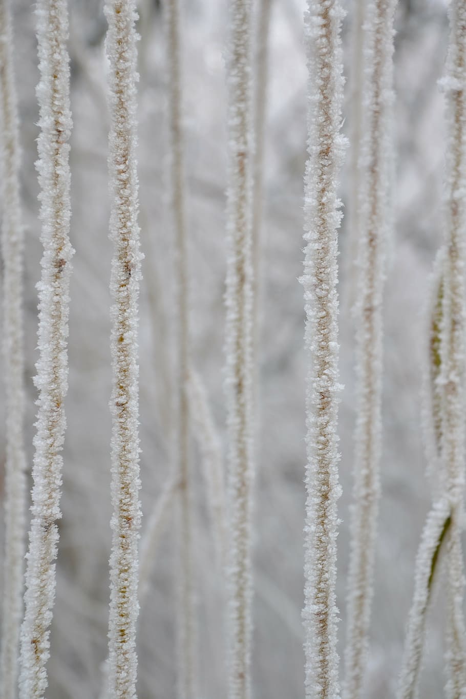aesthetic, hoarfrost, weeping willow close-up, backgrounds, HD wallpaper