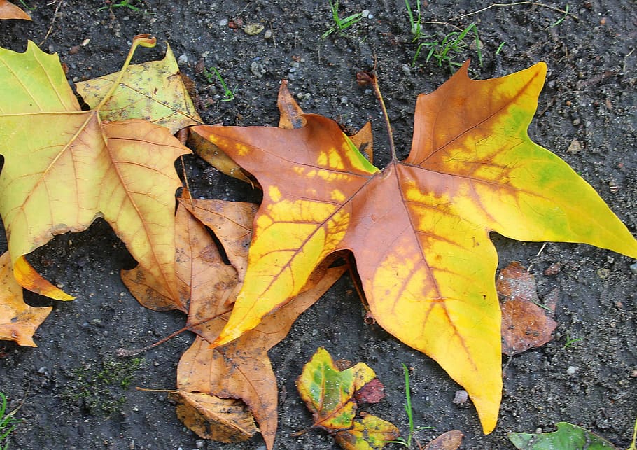 platanus, sheet platana, autumn, fall, nature, leaf, plant part HD wallpaper