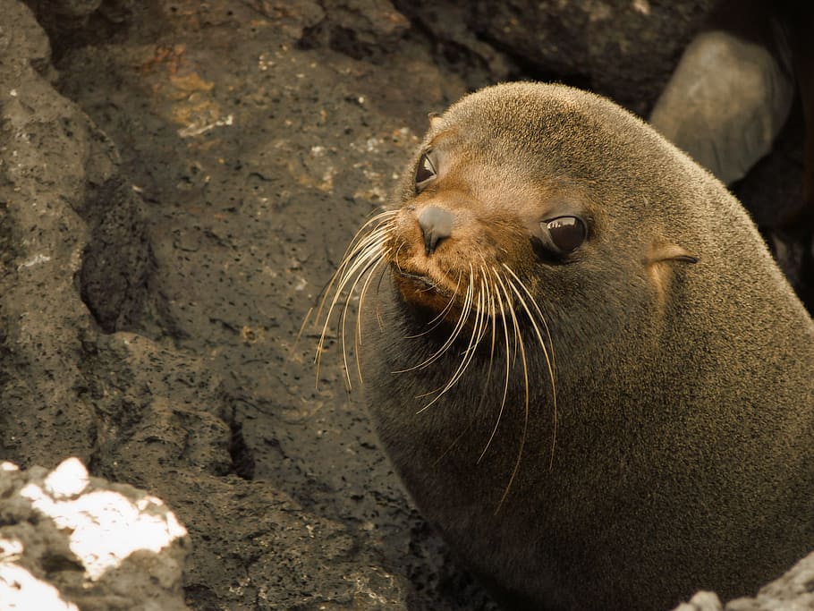 close-up photo of gray seal, Sea Lion, Animal, baby, baby sea lion, HD wallpaper
