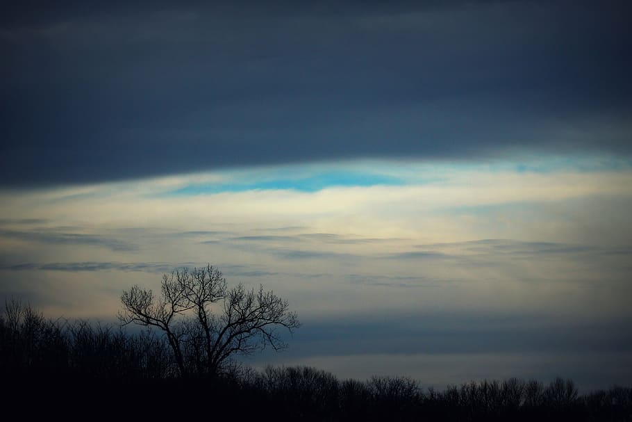 forest, tree, winter, sky, dark, nature, landscape, season HD wallpaper