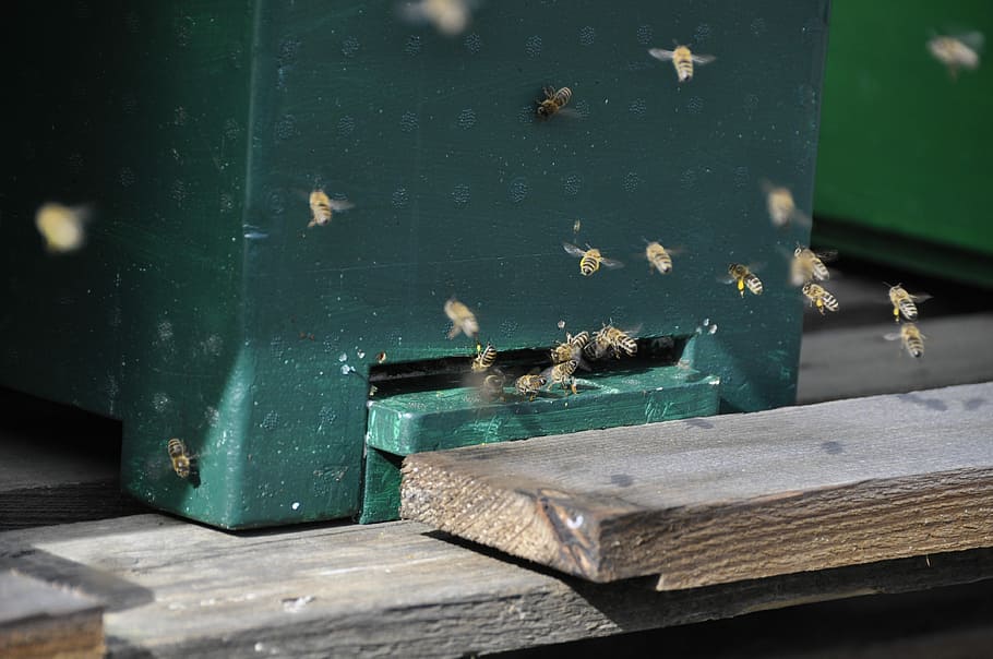 Bees, Flight, Beehive, Pollination, spring, collect pollen HD wallpaper