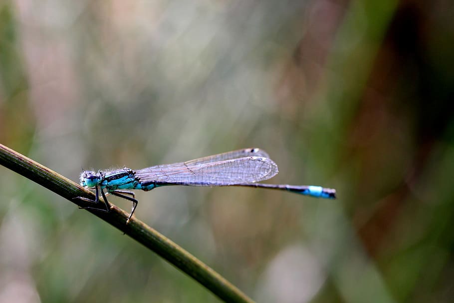 agrion, insect, macro, nature, one animal, damselfly, animal wildlife HD wallpaper