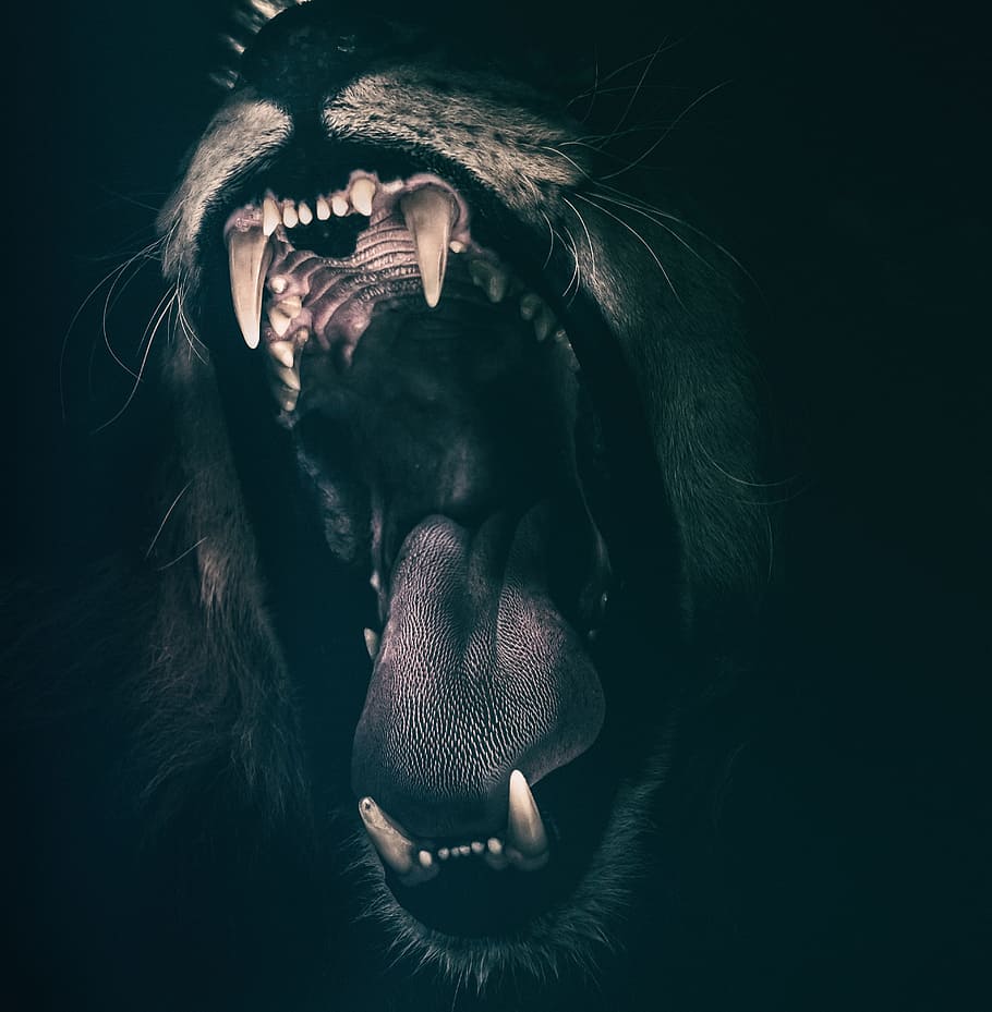 Angry Lion Images  Free Download on Freepik