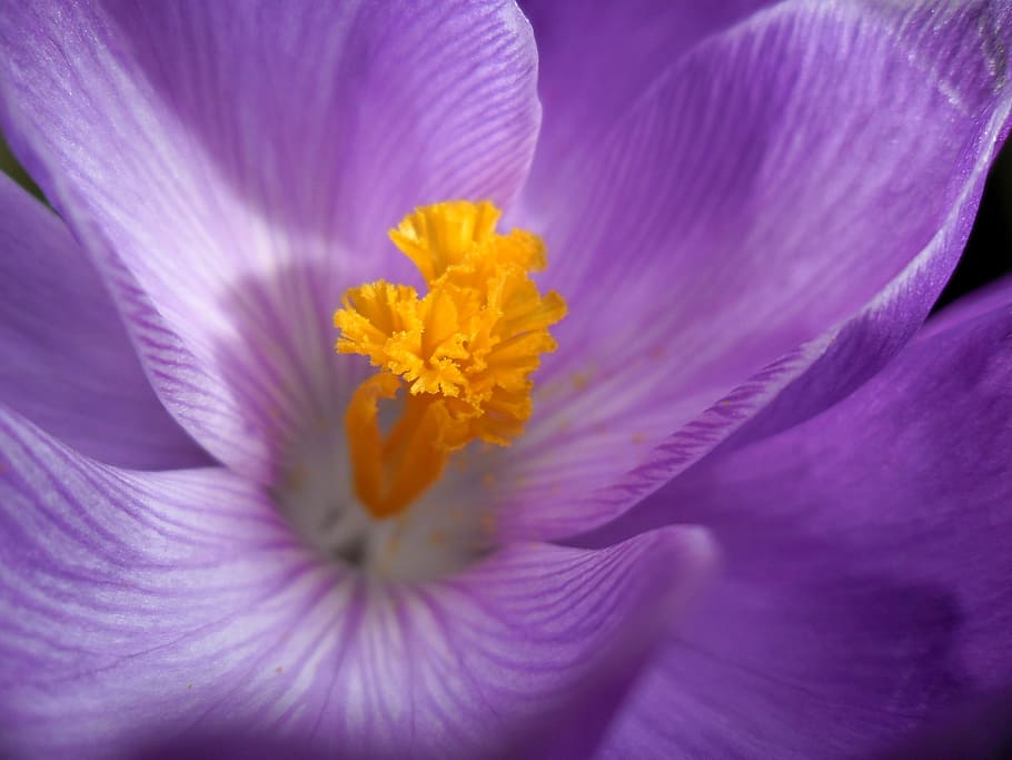 crocus, pistil, flower, nature, plant, spring, flowering plant HD wallpaper