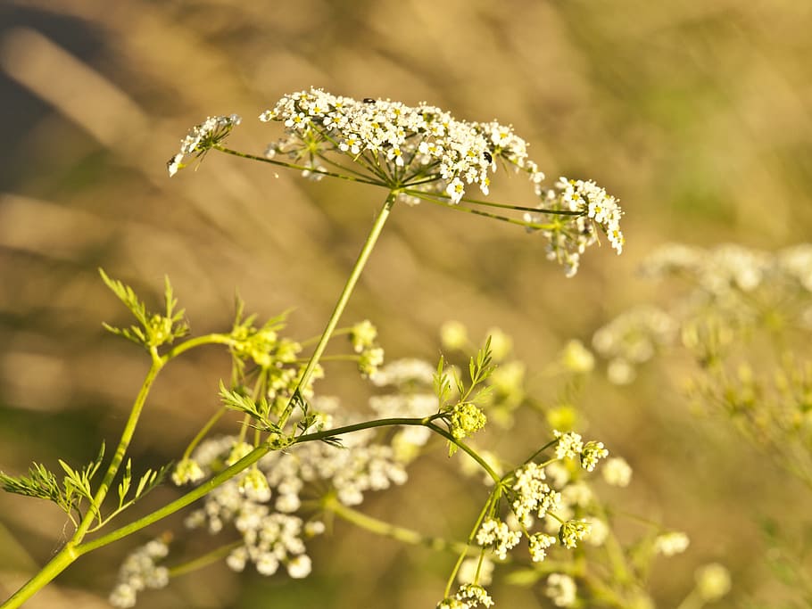 yarrow, herb, meadow, herbs, summer, urticaceae, naturopathy HD wallpaper