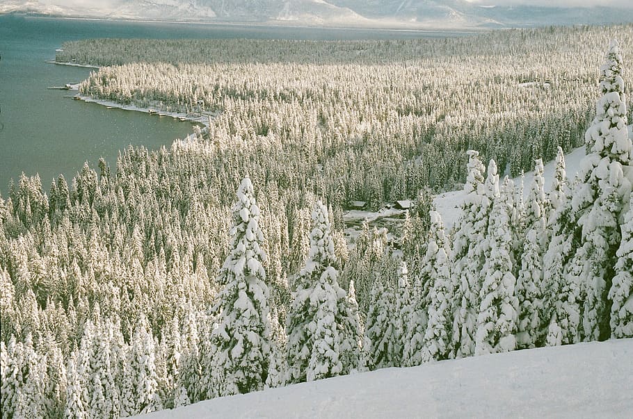 snow cover trees near body of water, forest, winter, lake, cold temperature HD wallpaper