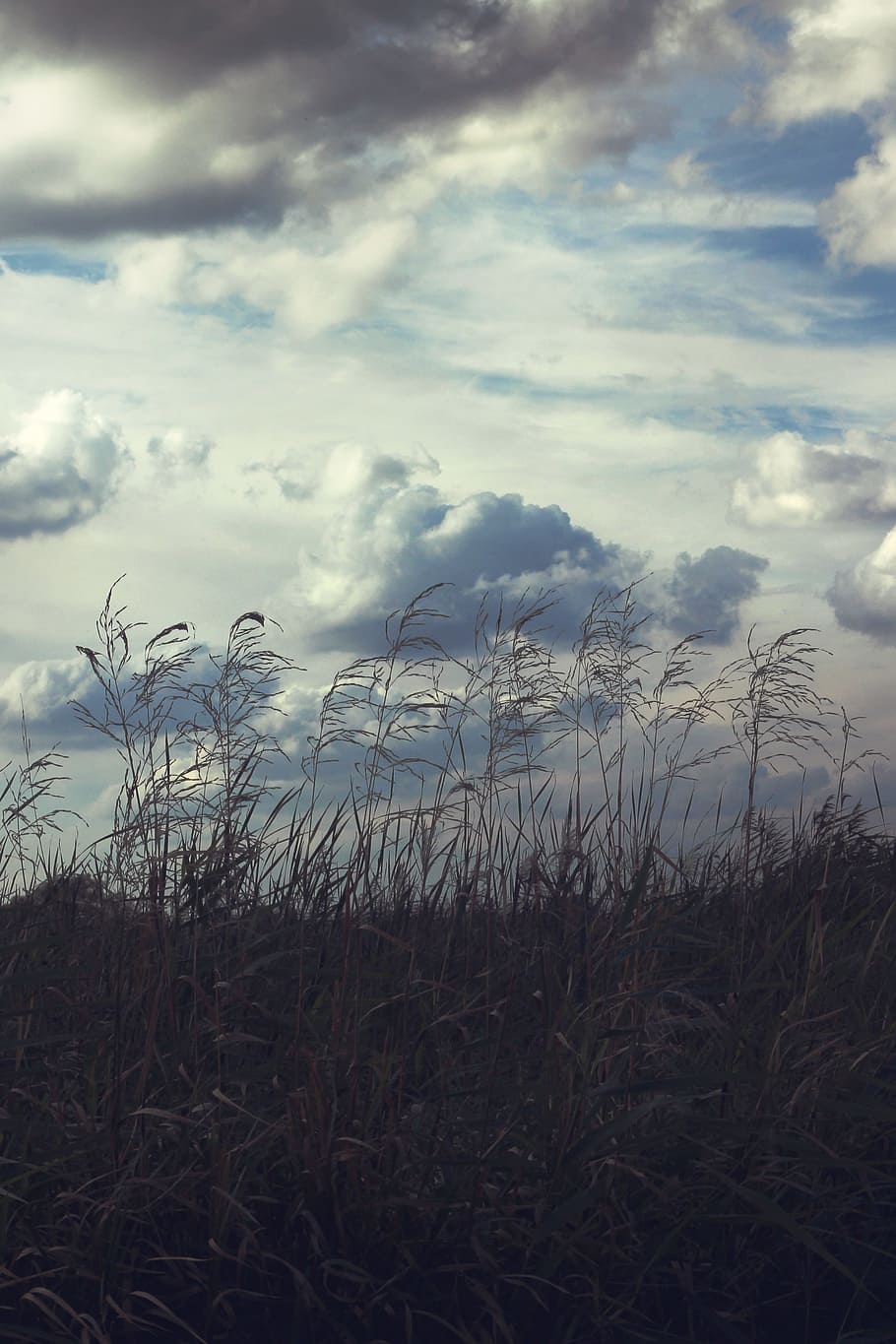 Sky & thicket, beautiful, cloud, clouds, dawn, farm, field, grass HD wallpaper