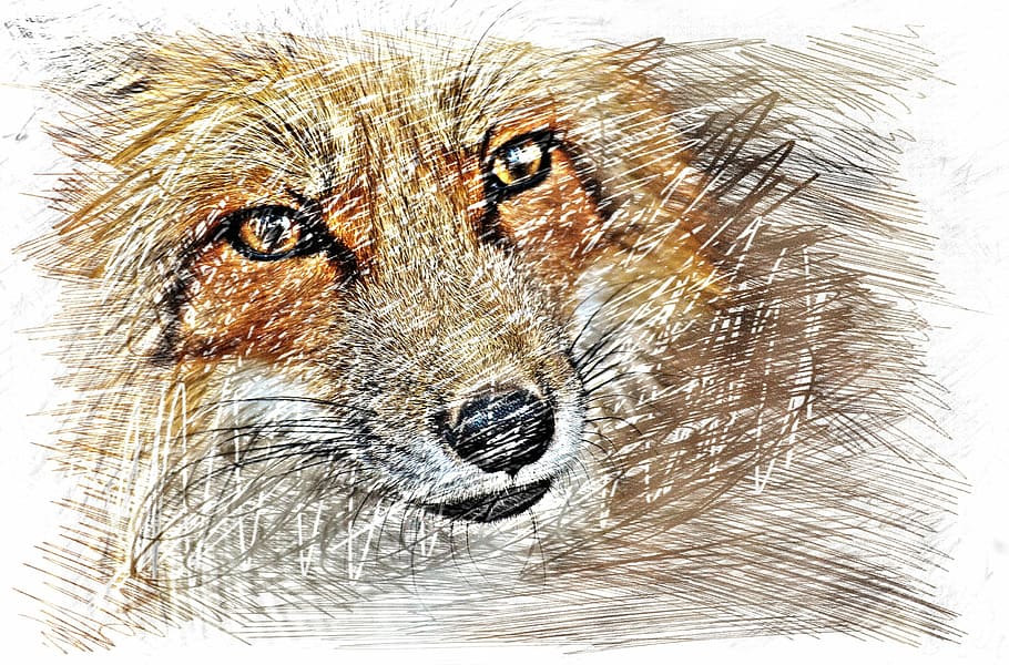 fox drawing, fuchs, colorful, wildpark poing, animal, wildlife photography HD wallpaper