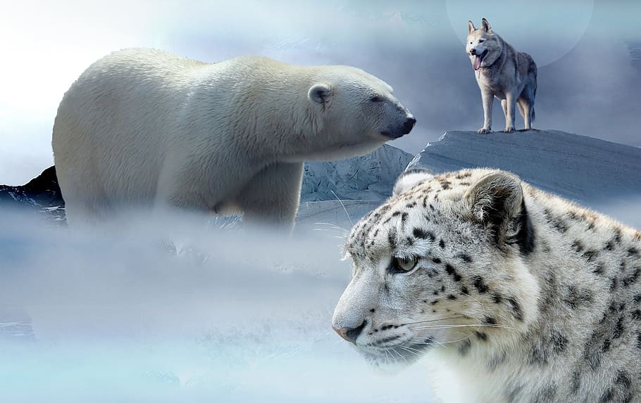 white Polar bear , white tiger and wolf photo, husky, leopard