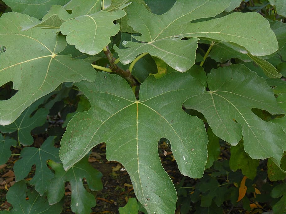 fig, leaves, green, leaf, garden, plant part, green color, growth HD wallpaper