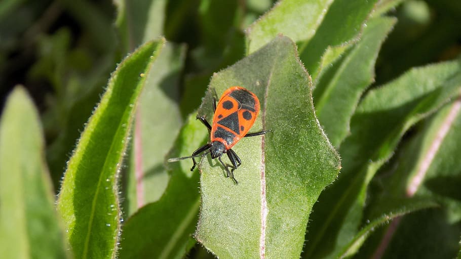 beetle, bug-soldier, leaflet, insect, macro photography, red HD wallpaper