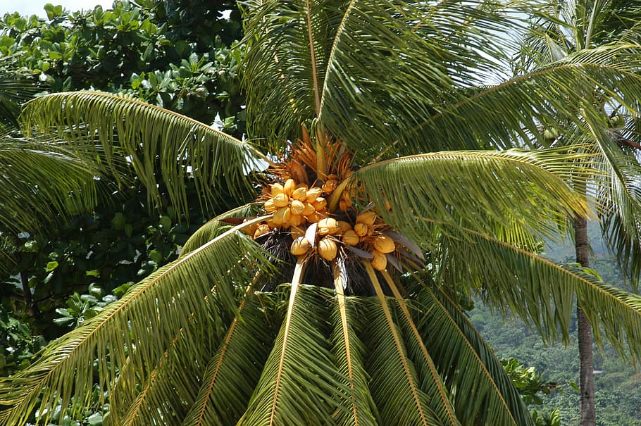 palm tree, tropical, tropical climate, coconut palm tree, coconuts HD wallpaper