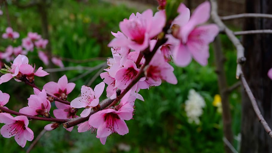 nature, tree blossoms, flowering plant, pink color, fragility HD wallpaper