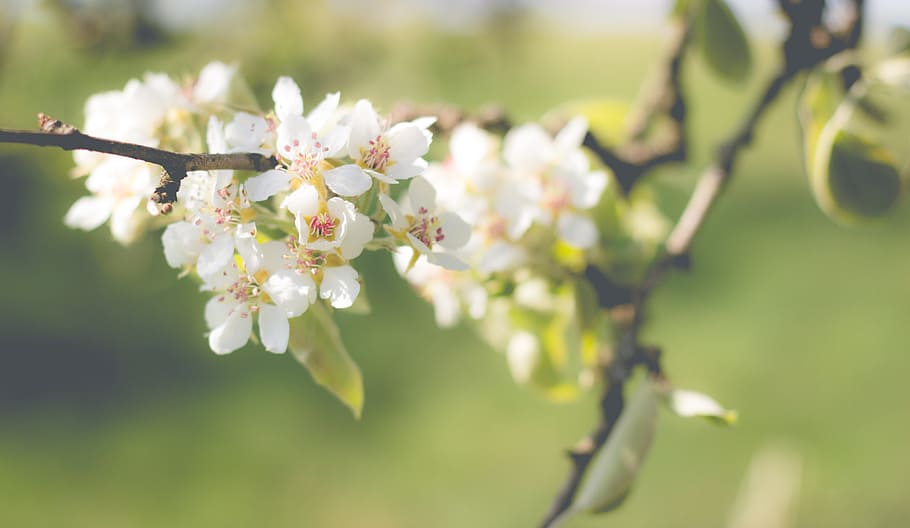 white flowers on branch, pear blossom, bloom, spring, tree HD wallpaper
